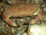 Farnes 027.jpg
